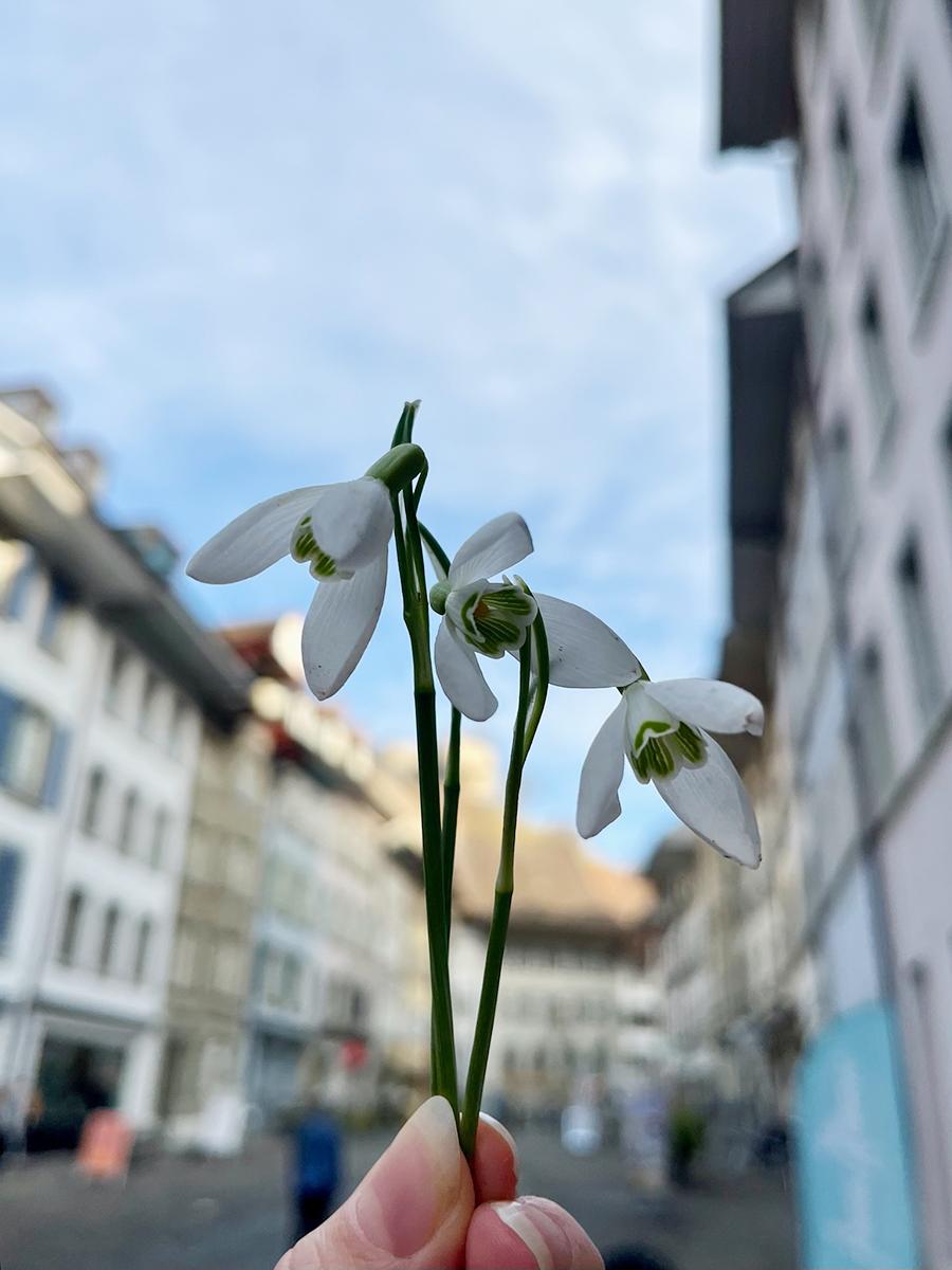 Schneeglöggli